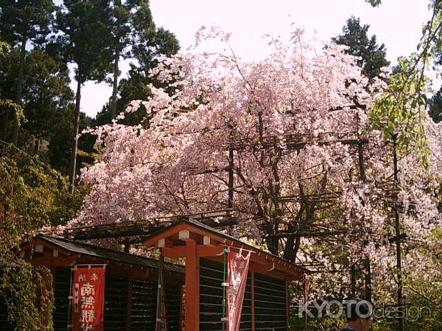 三千院の桜