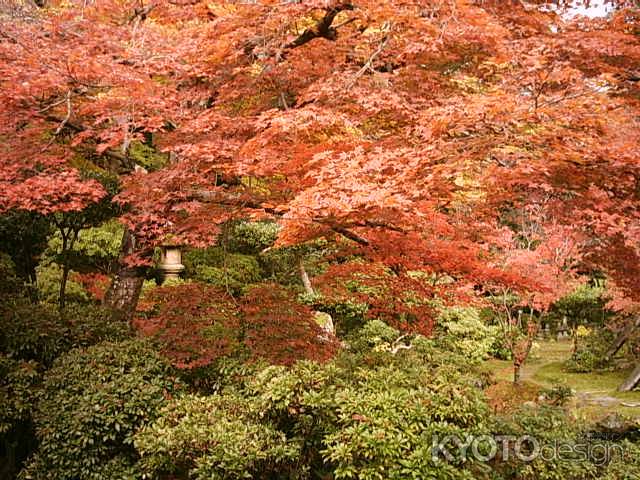 実相院の紅葉