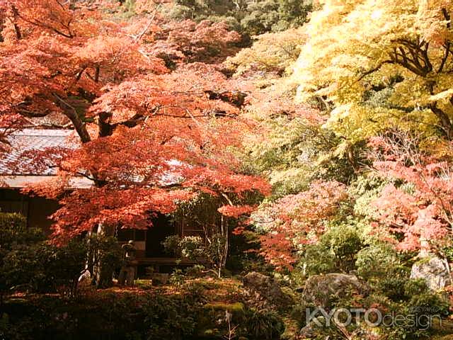 紅葉の実相院