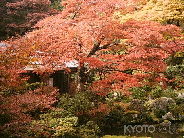 紅葉の実相院