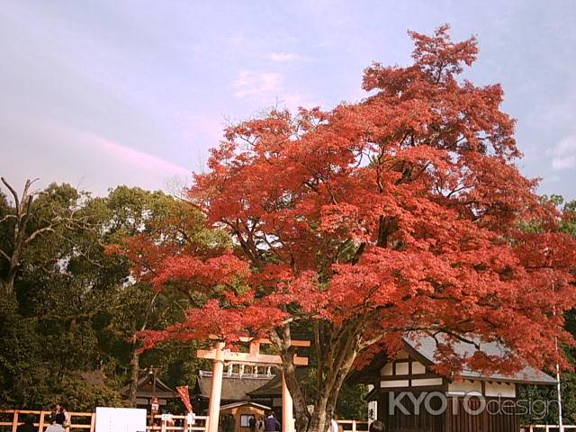 秋の上賀茂神社