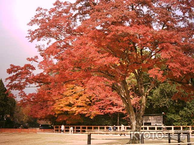 秋の上賀茂神社