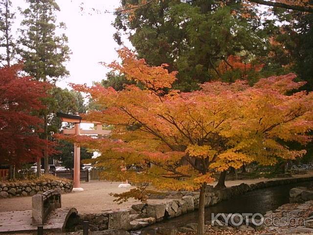 秋の上賀茂神社