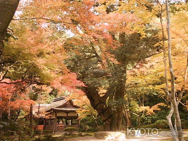 上賀茂神社の紅葉