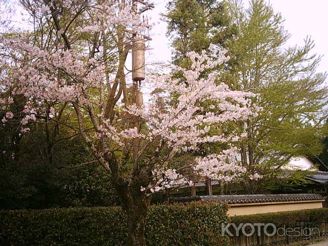 上賀茂神社の桜