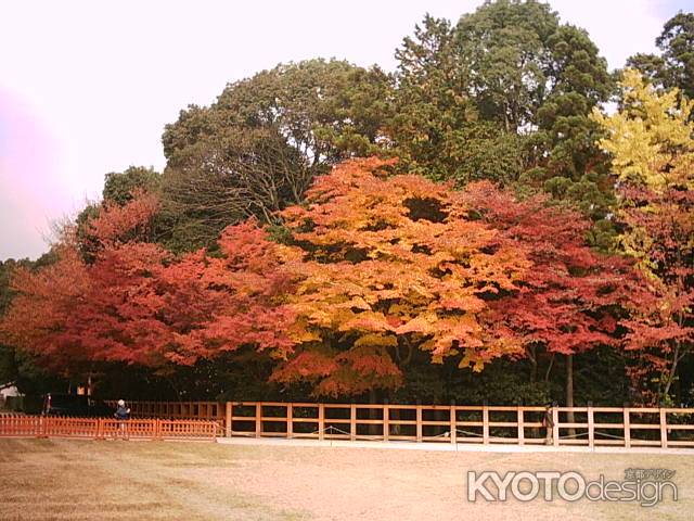 上賀茂神社の紅葉