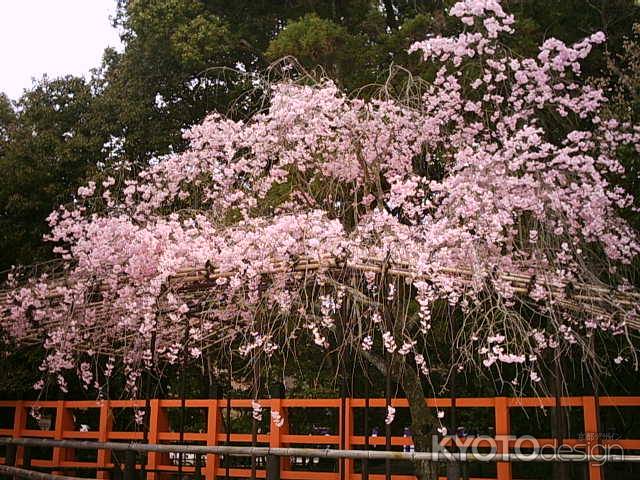 上賀茂神社の枝垂れ桜