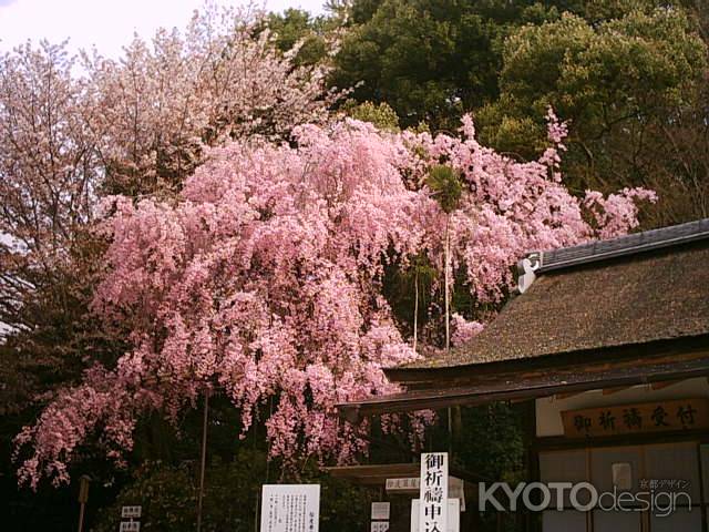 上賀茂神社の枝垂れ桜