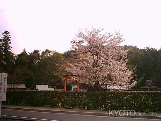 春の上賀茂神社