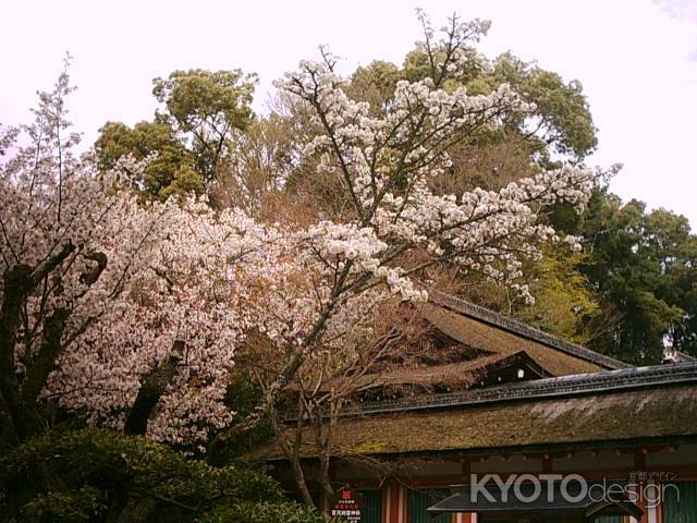 春の上賀茂神社