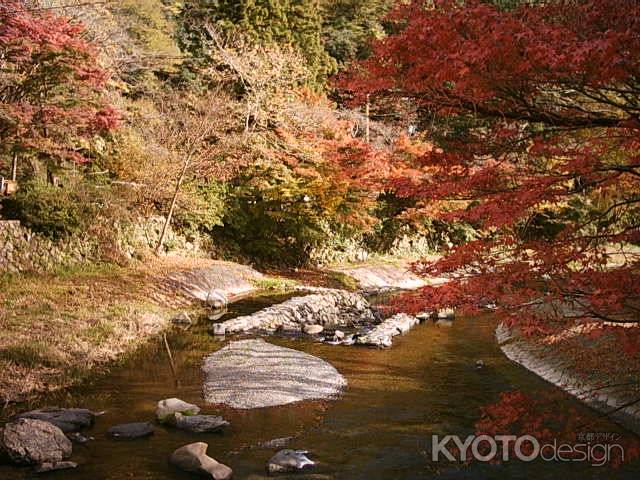 八瀬川の紅葉