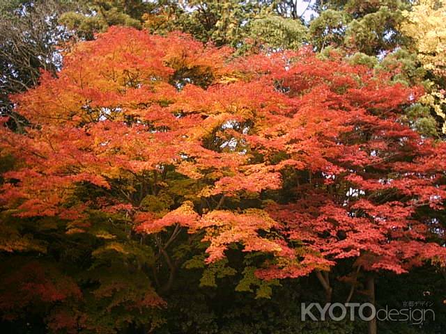 八瀬の紅葉