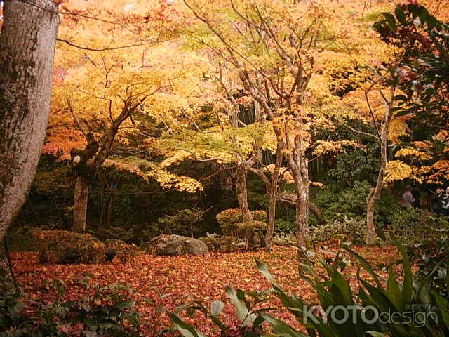 圓光寺の紅葉