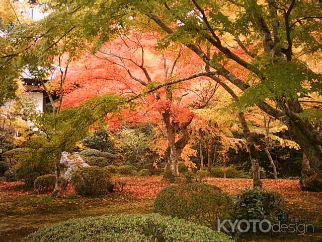 秋の圓光寺