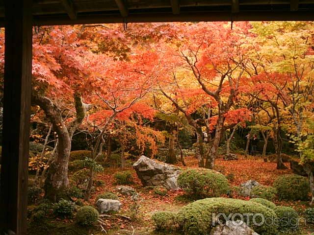 圓光寺の紅葉