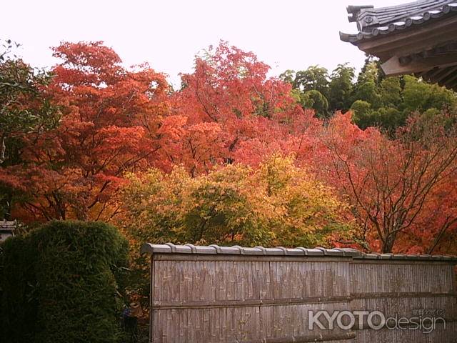 圓光寺の紅葉