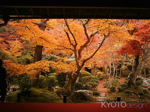 圓光寺の紅葉