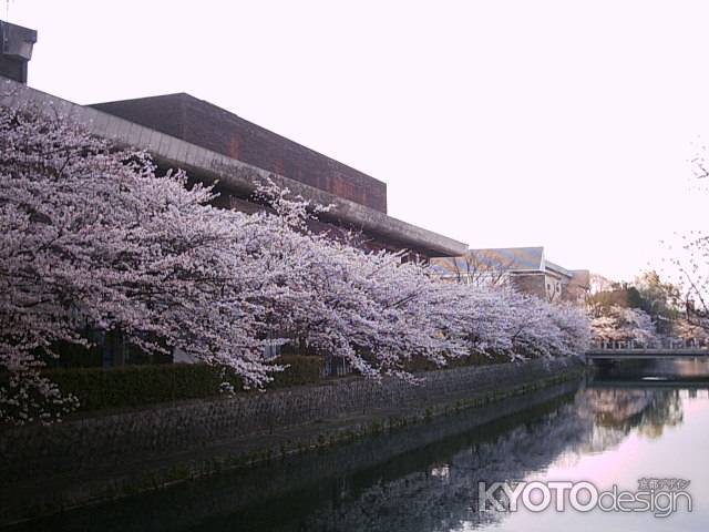 岡崎公園の桜