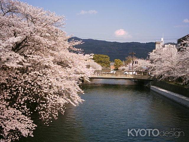 春の岡崎公園