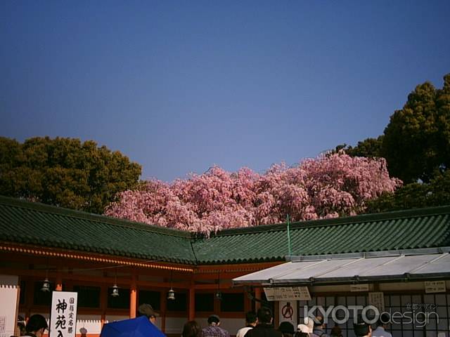 春の平安神宮