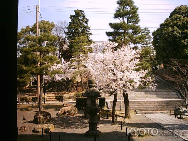 春の金戒光明寺　境内