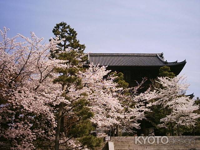 金戒光明寺の桜