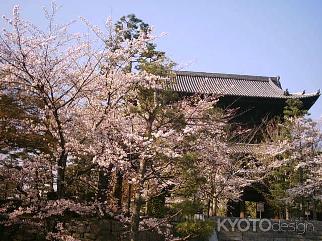 春の金戒光明寺　桜と松