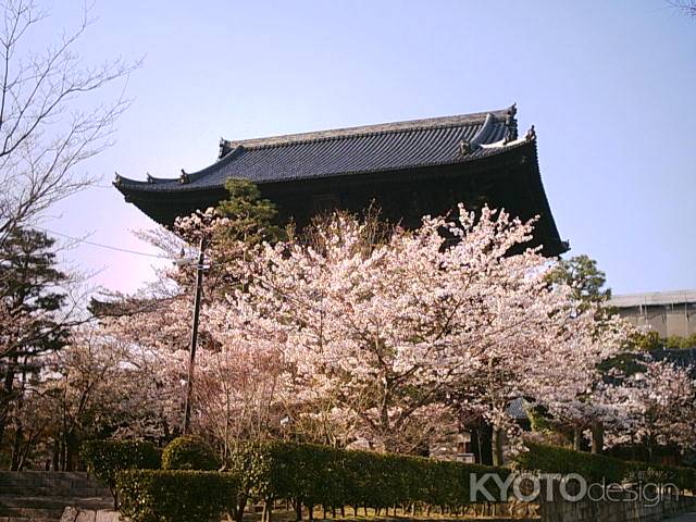 春の金戒光明寺