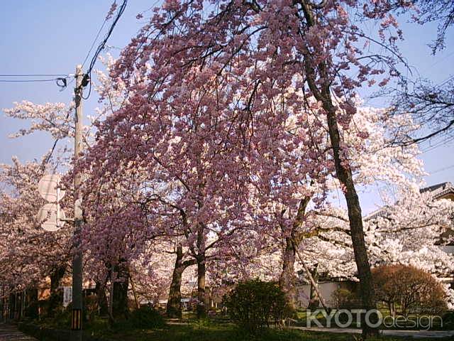 哲学の道の桜