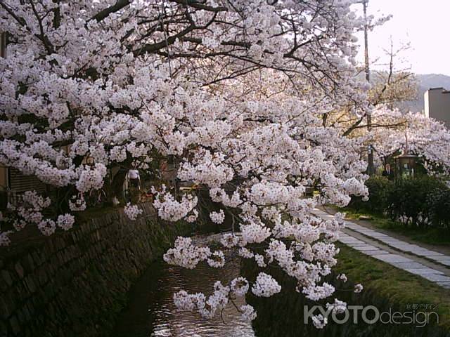 哲学の道の桜