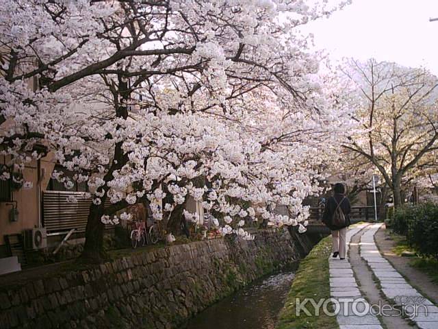 春の哲学の道