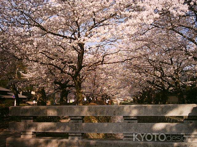 哲学の道の桜並木