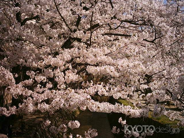 哲学の道の満開の桜