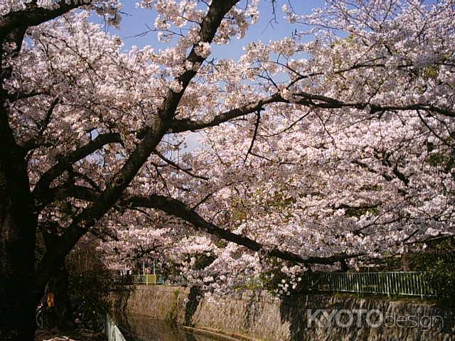 哲学の道の桜並木