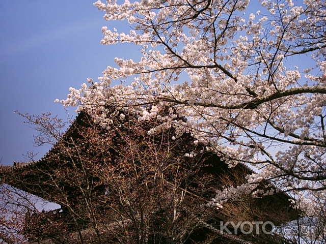 春の南禅寺三門