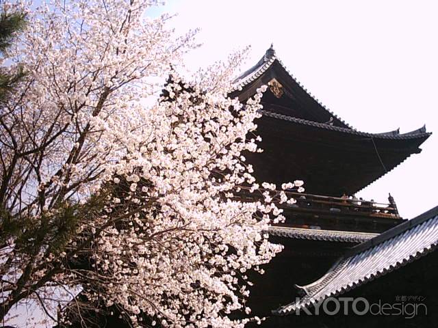 南禅寺三門と桜