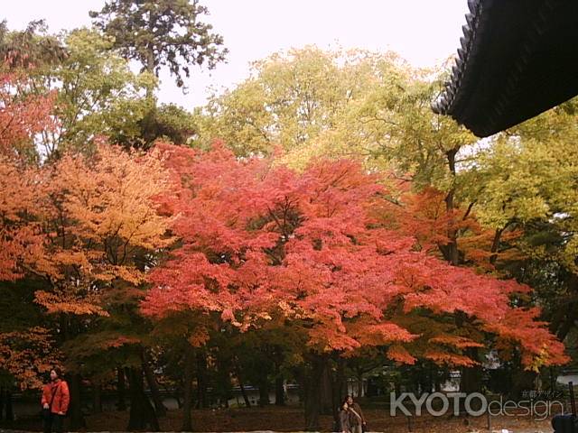 南禅寺の紅葉