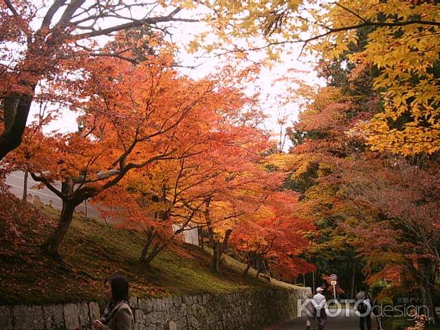 曼殊院の紅葉