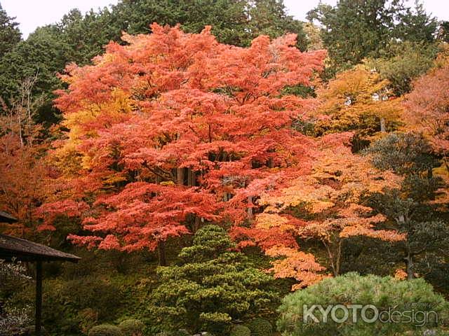 曼殊院の紅葉