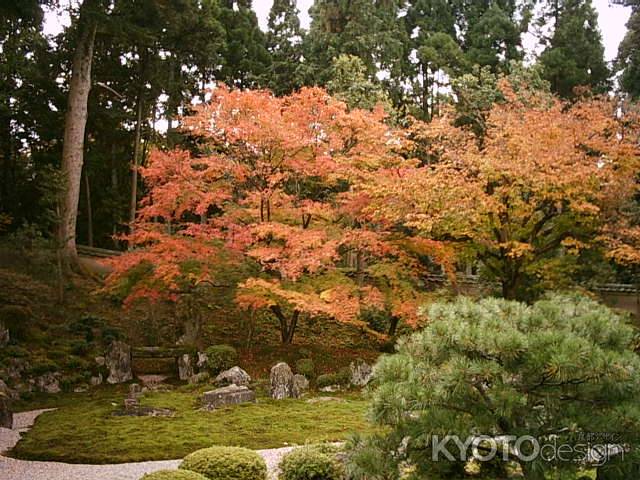 曼殊院の紅葉