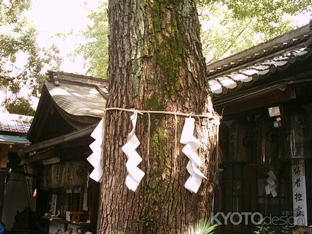 若一神社 ご神木