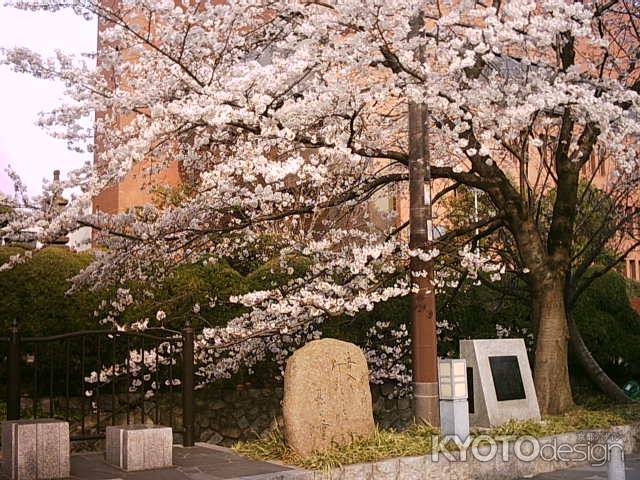 木屋町通の桜