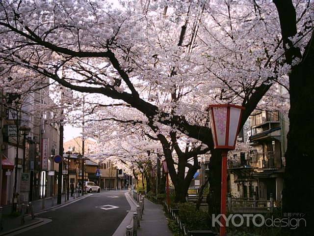 春の木屋町通り