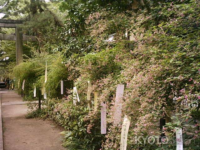 梨木神社の萩