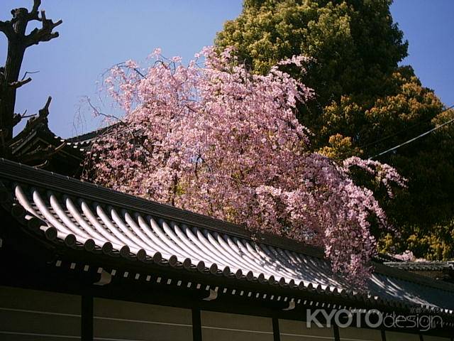 春の仏光寺