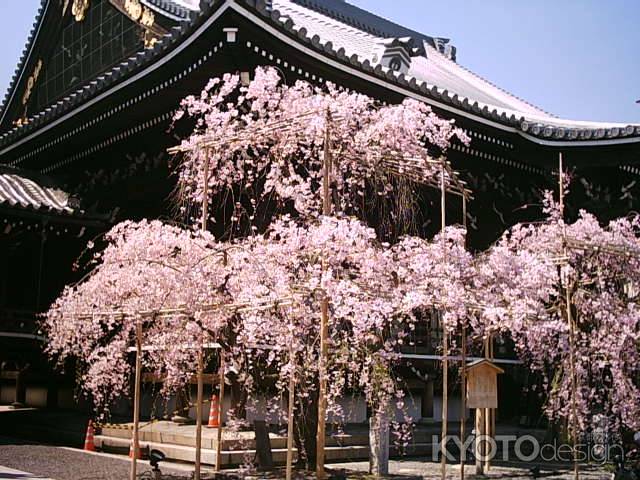 仏光寺の枝垂桜