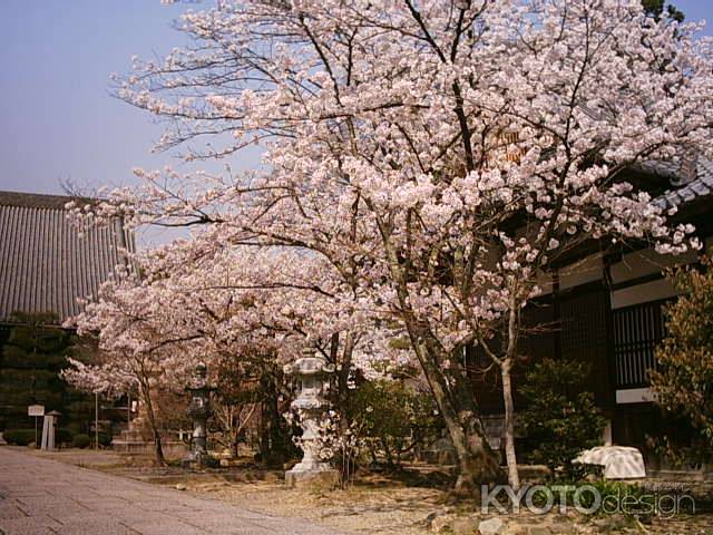 光明寺の桜