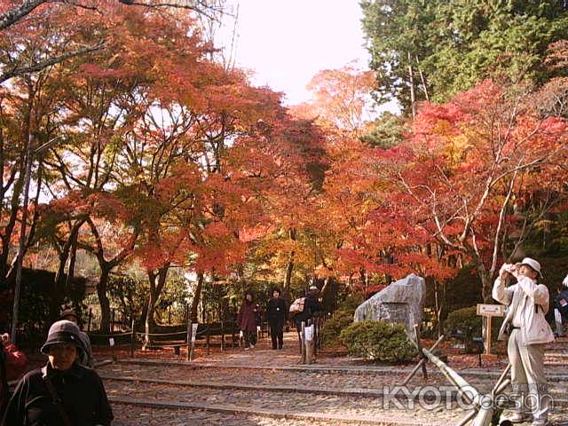 光明寺　女人坂の紅葉