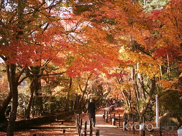 秋の光明寺参道