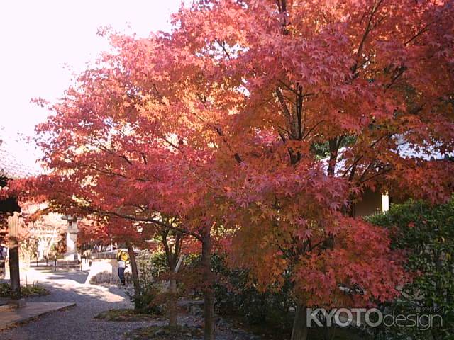 光明寺の真っ赤に染まった紅葉